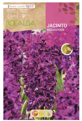 Jacinto Woodstock -Rojo Purpura