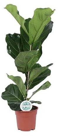 Fico per violino – Ficus Lyrata – Pianta d'appartamento – Ø 17 cm – 60 cm