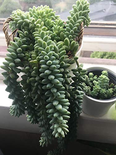 2X4 + 4 Apprx Sedum morganianum Burrito BurRomania Donkey Tail Succulent Rooted !! : Package Contatins seeds