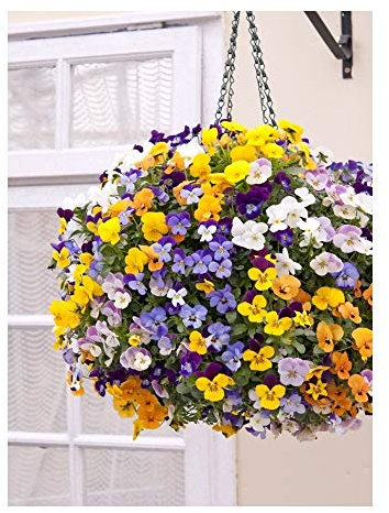 PREMIER SEEDS DIRECT Viola CORNUTA - Winter Trailing - TEARDROPS F1 Mix - 20 Seeds