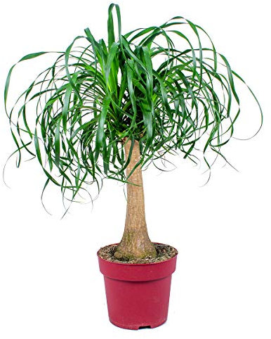 Bloomique - Beaucarnea Recurvata - Elefantenfuß - Zimmerpflanzen - Luftreinigend - Tierfreundlich - Pflegeleicht - 70-90 cm Hoch - Topf 24 cm