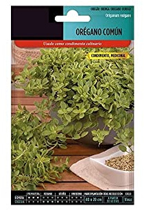 Semillas para Cultivar Orégano en Casa Semillas Orégano Fácil Germinación