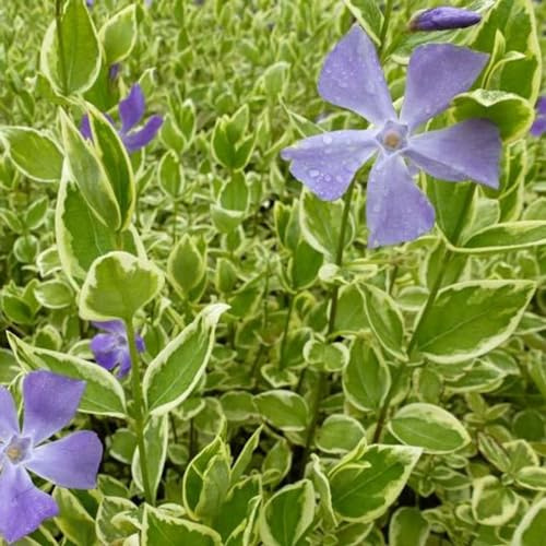 24 x Großblättriges Immergrün 'Variegata' - Vinca major 'Variegata' Topf 9x9cm, für 3m² : Ein farbenfroher Bodendecker für Frühlingsfreuden.