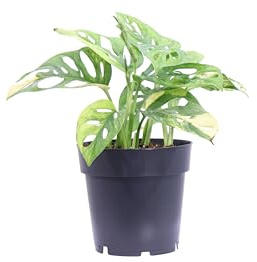 eGarden.store - Pianta vera di Monstera Adansonii Aurea o Monstera Monkey Variegata - Altezza pianta: 20 cm Diametro vaso: 14 cm - Pianta rara con foglie variegate per arredare casa e ufficio