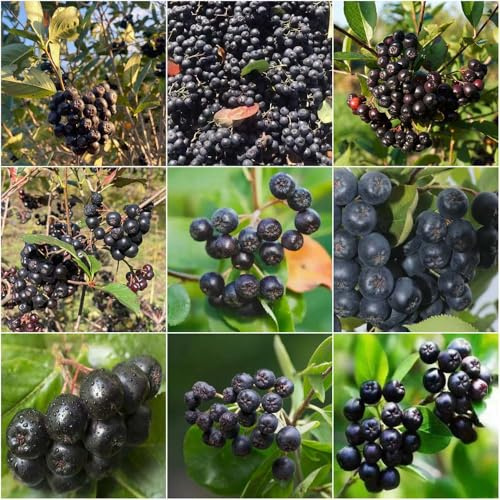 aroniabeeren - bonsai kübelpflanzen topfpflanzen draußen winterhart obstsamen pflanzensamen obstbaum balkon obstpflanzen kräutersamen obstbäume 250samen