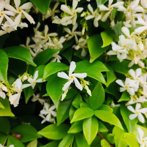 sternjasminpflanzen jasminpflanze - büropflanzen stauden 1pflanze 20-30cm Einfach zu Pflegen