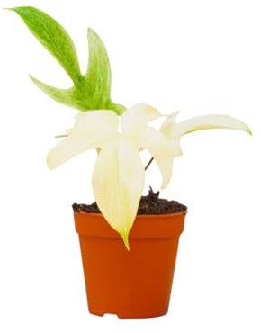 PLNTS - Philodendron Florida Ghost - Plante verte - Plante d'intérieur en 13 cm Pot - Hauteur 25 cm
