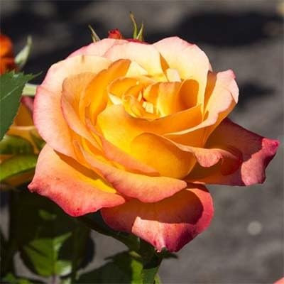 Edelrose Ibiza (Container)