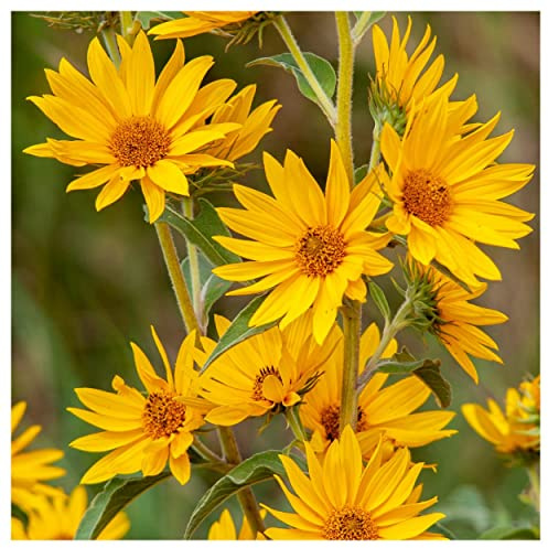 Everwilde Farms - 1 Lb Maximilian's Sunflower Native Wildflower Seeds - Gold Vault