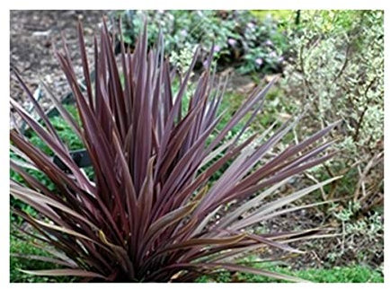 RP Seeds Cordyline Australis purpurea (Cabbage Palm) - 20 Seeds