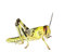 Feeders & More - Heuschrecken - Wüstenheuschrecken SUBADULT - 25 Stück - Lebendfutter Insekten Wuestenheuschrecken - Futter für Reptilien, Bartagamen und Amphibien - Futterinsekten & Haustierfutter