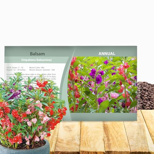 Outsidepride Balsam Impatiens Flower Seeds - 500 Pcs Annual, Compact & Pollinator Friendly, Impatiens Seeds for Planting w/Vibrant, Abundant Blooms for Shade Gardens & Container Displays
