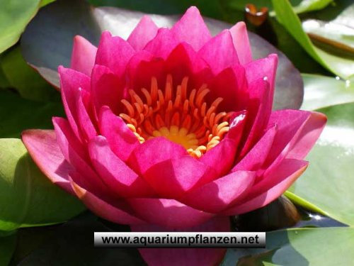 1 Seerose der Sorte James Brydon, rote Blüte für den Teich, Teichpflanzen, Wasserpflanzen