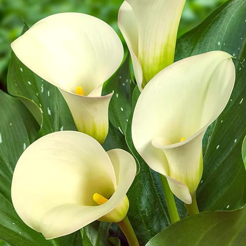 Bulbi Calle Zantedeschia - White Passion - 5 Bulbi Fiori - Piante e Fiori Esclusivi dall'Olanda - per giardino, vasi e balcone (non semi, non artificiali)