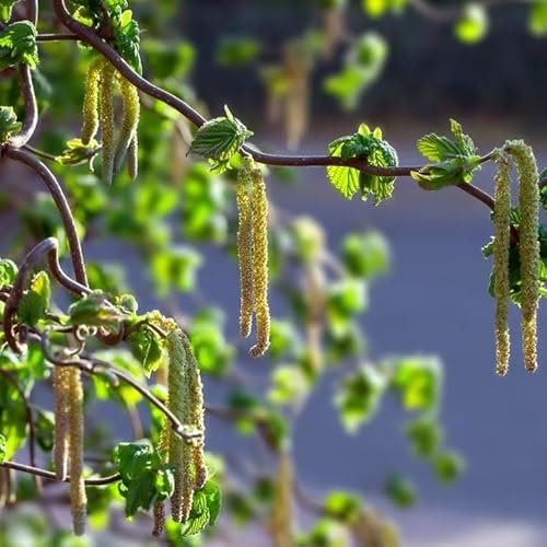 Plant Theory 80cm - 125cm Grafted Contorta Corkscrew Hazel Corylus Avellana Shrub Plant 12L Pot