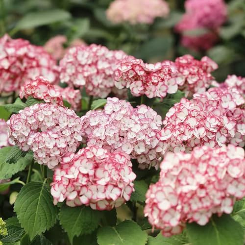 semi di ortensia, esotiche balcone resistenti decorazioni giardino 50pcs