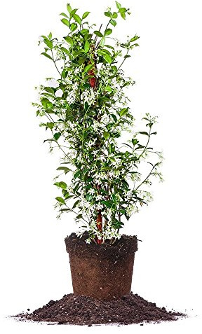 Perfect Plants Confederate Jasmine Live Plant, 3 Gallon Pot, Light Green