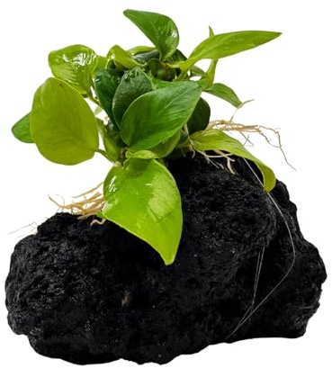 WASSERPFLANZEN WOLFF - Schwarzer Lavastein mit Goldener Anubias – Anubias nana ‘Yellow Heart’ | Robuste Vordergrundpflanze & Aufsitzerpflanze | barschfest, pflegeleicht & natürliches Deko-Element