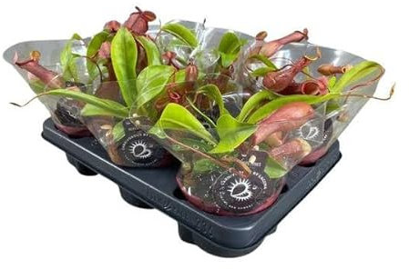 Pianta carnivora – Nepenthes Alata – Pianta d'appartamento – Ø 12 cm – 17 cm