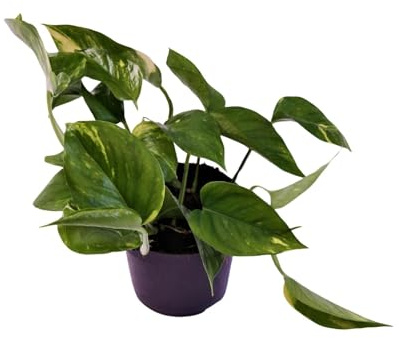 Scindapsus (Epipremnum) Aureum - 25cm - Ø12cm - Zimmerpflanze - Immergrün
