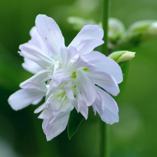 Semi di saponaria, semi di esotiche Saponaria officinalis, orto di aromatiche semi biologici da giardino resistenti 50pcs