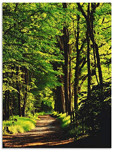 ARTLAND Wanddeko Wandbild Alu Verbundplatte für Innen & Outdoor Bild Wald Landschaft Natur Frühling Sonne Bäume Landhaus T1UC