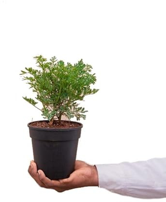 Ruda | Herb-of-Grace | Planta Aromática Natural