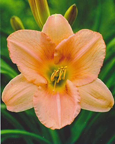 Taglilie Children's Festival Hemerocallis (1 Wurzelstück) Winterhart Staude