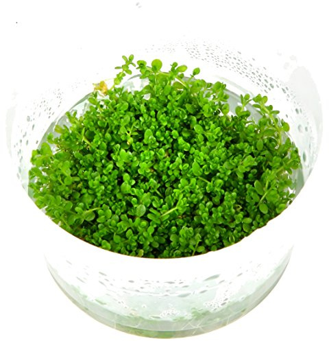 Tropica Aquarium Plants - Tropica Hemianthus callitrichoides 'Cuba' TC