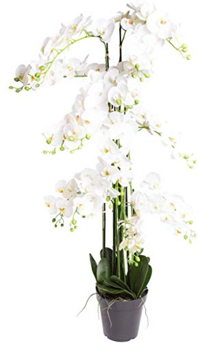 Nova-Nature künstliche Orchidee Bora (Orchideen Pflanze/Phalaenopsis) im schwarzen Kunststofftopf mit Rispen, Blättern und Luftwurzeln real Touch (Creme-weiß, ca. 140 cm / 13 Rispen)