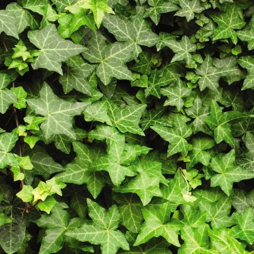 Fast-Growing Evergreen Hedera hibernica (Atlantic Ivy) - Glossy Dark Green Leaves, Easy Care Climber - 1x 1.7 Litre Potted Plants by Thompson & Morgan
