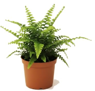 DECOALIVE Nephrolepis Exaltata Helecho de Boston en Maceta 12 cm, Planta Viva de Interior 25 cm para Decoración Natural