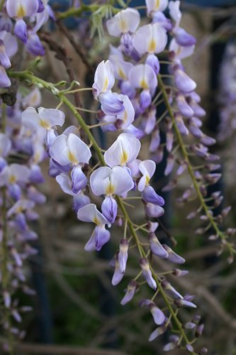 Seedeo Blauregen (Wisteria sinensis) 8 Samen