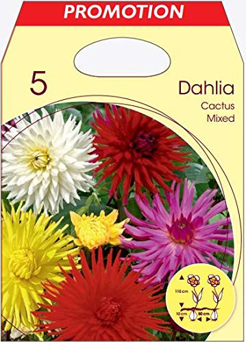 Holland Park Bulbi da Trapianto di Vari Colori e Tipologie a Fioritura Primaverile/Estiva (DALIE CACTUS VARI COLORI 5 BULBI)