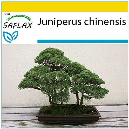 SAFLAX - Anzucht Set - Bonsai - Chinesischer Wacholder - 30 Samen - Mit Mini-Gewächshaus, Anzuchtsubstrat und 2 Töpfen - Juniperus chinensis