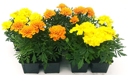 POWERS TO FLOWERS - TAGETE GIALLO e ARANCIO, GAROFANO D'INDIA, 16 PIANTE, piante vere
