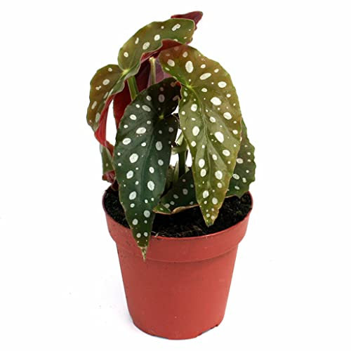 Begonia Maculata o Bambú Natural Planta de Interior o Exterior