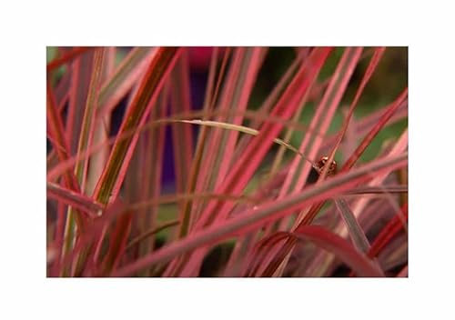 Pcs - 5x Uncinia Uncinata Red - Rouge Hakensegge Neuseelands Plantes - Graines ID1744 - Seeds & Plants Shop by Ipsa