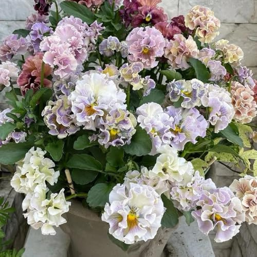 Semi di viola cornuta, semi di varietà antiche Viola cornuta - Le da giardino sono per luoghi soleggiati acquistare di viola cornuta 600pcs