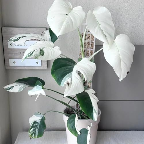 semillas de monstera raras, cobertura del suelo resistentes, jardín, al aire libre interior, 100pcs