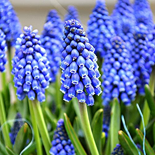 30 x Muscari Magic Carpet – Perennial – Grape Hyacinth – Unique Colour & Fragrant – Ideal for Borders, Rock Gardens & Naturalizing – for Your Beautiful Garden