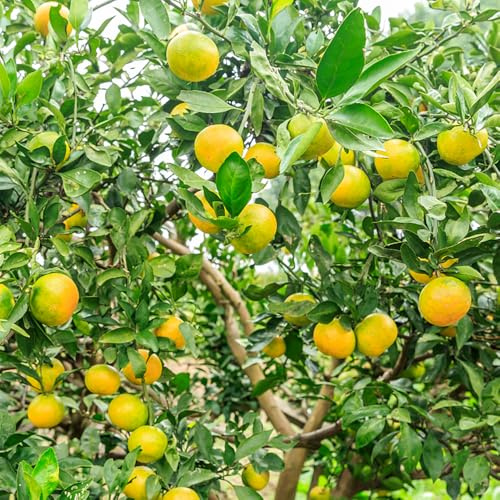 limettenbaum robuste balkonpflanzen winterhart zimmerbonsai bonsai obstsamen bonsai bäumchen kaufen gartenpflanzen pflanzendeko balkon garten säulenobstbäume kräutergarten säulenobst 10samen