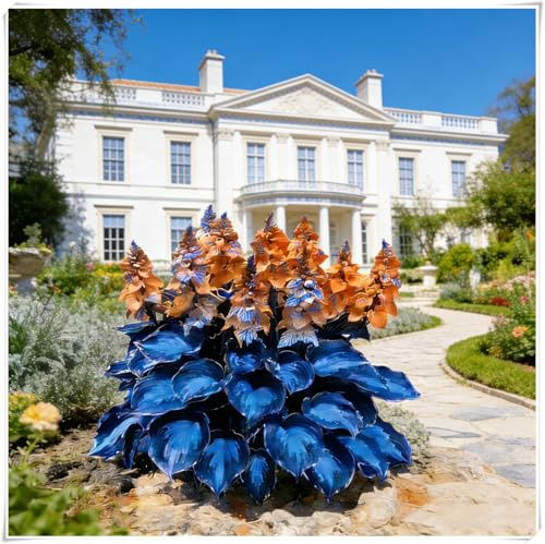 Hosta Mélange de rhizomes vivaces rustiques,Rizoma di Hosta,Caucun arrosage nécessaire,Onvient pour le printemps et l'automne, professionnelle-4 Rizoma-B