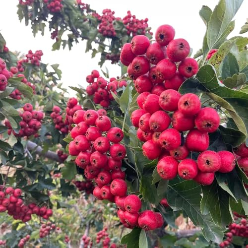 Weißdorn, gartenarbeit geschenk obstsamen säulenobstbäume obstpflanzen obstbäume kaufen sträucher garten balkonpflanzen seltene säulenobst exotische alte sorten zwergobstbäume 120Samen