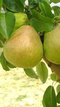 Pianta di Pero Decana del Comizio in Vaso da 20 cm