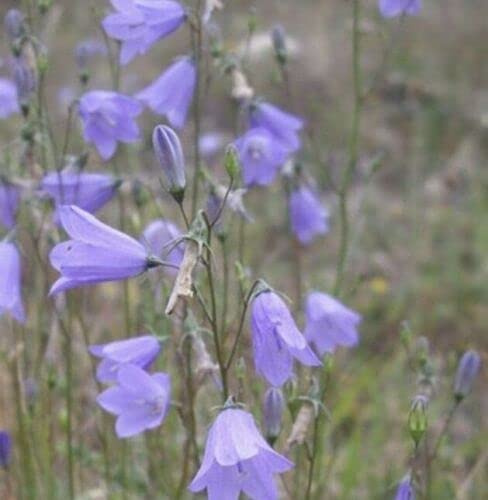 Semi Freschi - Lièvre - Campanula rotundifolia - 200 Semi