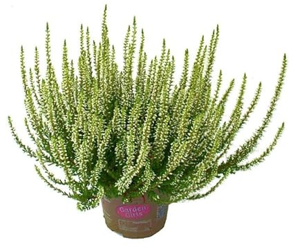 Erica o Calluna la Planta Natural Arbustiva de Exterior