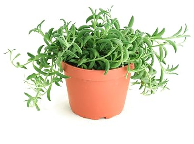 Shop Succulents String of Bananas Hanging Succulent, Senecio Radicans, Fully Rooted Live 4 Succulent Plant, Low Maintenance Indoor Plant, Trailing Succulents, Gift & Garden