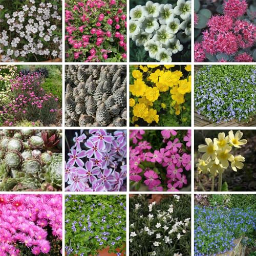 Nurseryman's Choice Alpine Mix Jumbo Plugs: Vibrant, Easy-to-Grow Rockery Flowers for Pots, Containers, and Gardens – Low Maintenance Selection 1 Plugs by Thompson & Morgan (1)