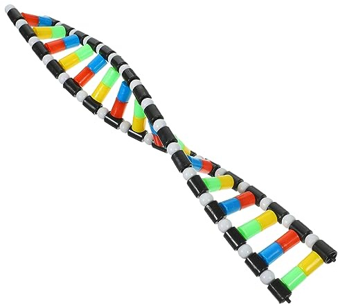 WEKAMOS DNA Doppelhelix Modellbausatz Für Schüler Mit Molekularem Strukturmodell Wissenschaftliches Lernspielzeug Für Biologieunterricht Und Heimstudium